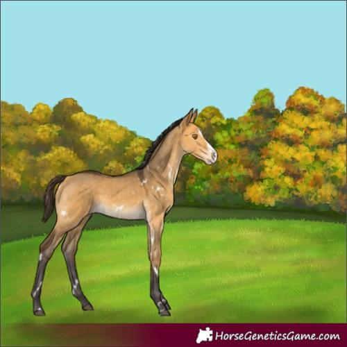 Horse Color:White Spotted Buckskin Dun Splash Rabicano 