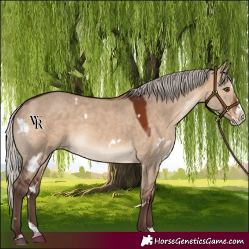 Horse Color:White Spotted Silver Brown Dun Splash Rabicano 