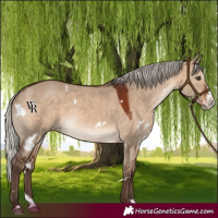 Horse Color:White Spotted Silver Brown Dun Splash Rabicano