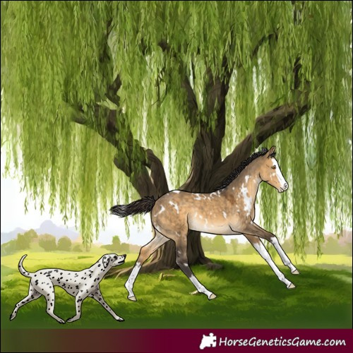 Horse Color:White Spotted Buckskin Dun Splash Rabicano 