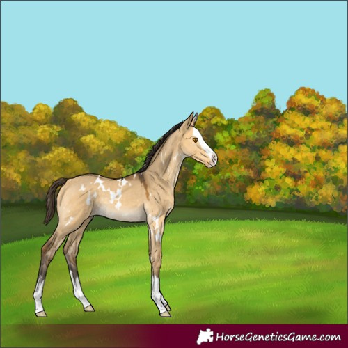 Horse Color:White Spotted Buckskin Dun Splash Rabicano 