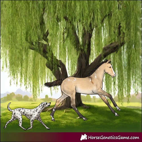 Horse Color:White Spotted Buckskin Dun Splash Rabicano 
