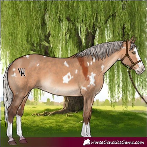 Horse Color:White Spotted Silver Brown Dun Splash Rabicano 