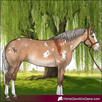 Horse Color:White Spotted Silver Brown Dun Splash Rabicano 