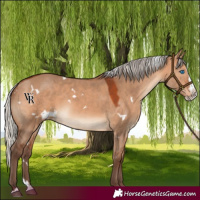 Horse Color:White Spotted Silver Brown Dun Splash Rabicano 
