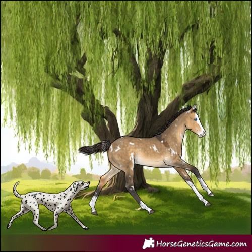 Horse Color:White Spotted Buckskin Dun Splash Rabicano 