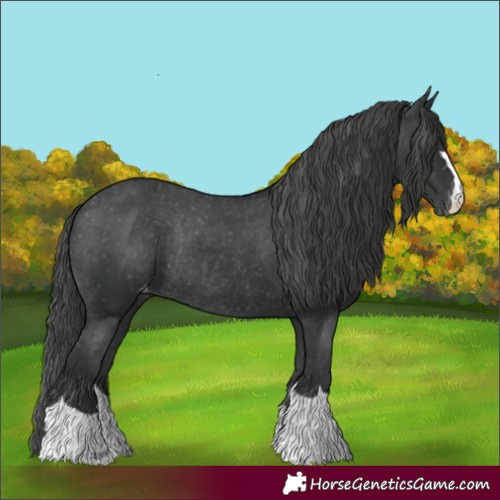 Horse Color:Black Appaloosa Rabicano 