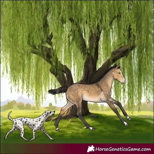 Horse Color:White Spotted Buckskin Dun Splash Rabicano