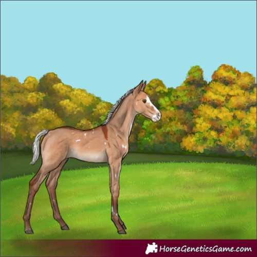 Horse Color:White Spotted Silver Bay Dun Splash Rabicano 