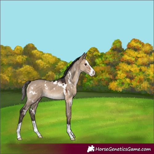 Horse Color:White Spotted Bay Dun Splash Rabicano 