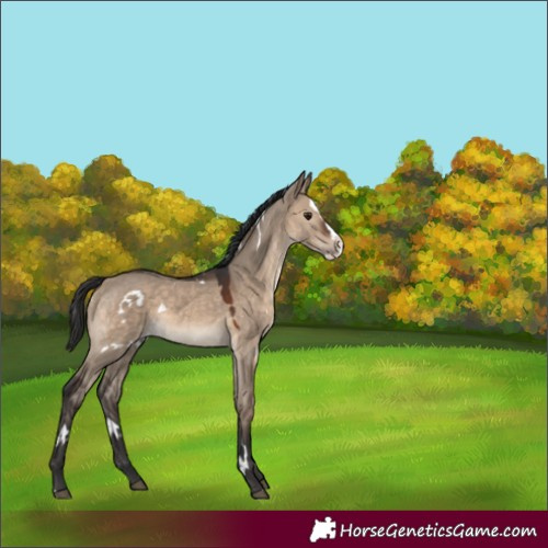 Horse Color:White Spotted Brown Dun Splash Rabicano
