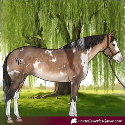 Horse Color:White Spotted Bay Dun Splash Rabicano 
