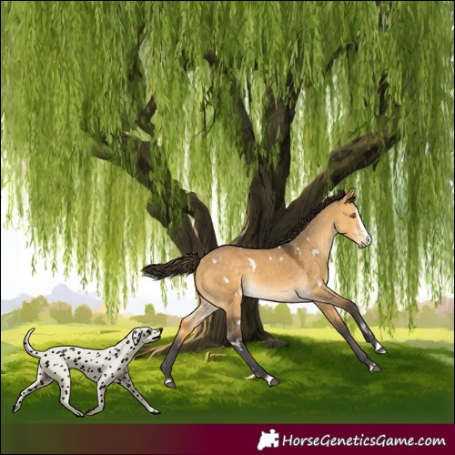 Horse Color:White Spotted Buckskin Dun Splash Rabicano 