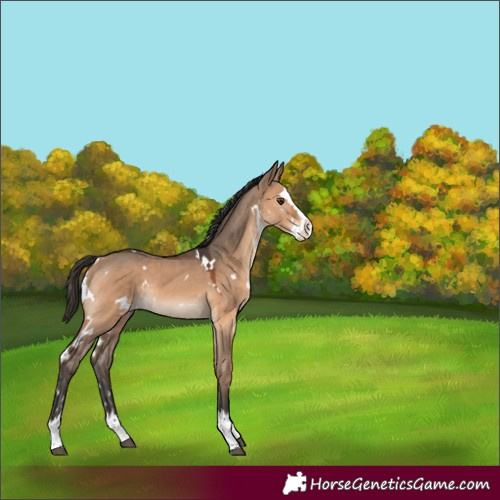 Horse Color:White Spotted Bay Dun Splash Rabicano 
