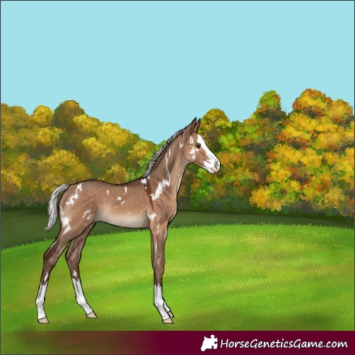 Horse Color:White Spotted Silver Brown Dun Splash Rabicano 