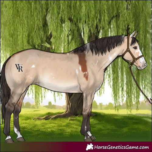Horse Color:White Spotted Bay Dun Splash Rabicano