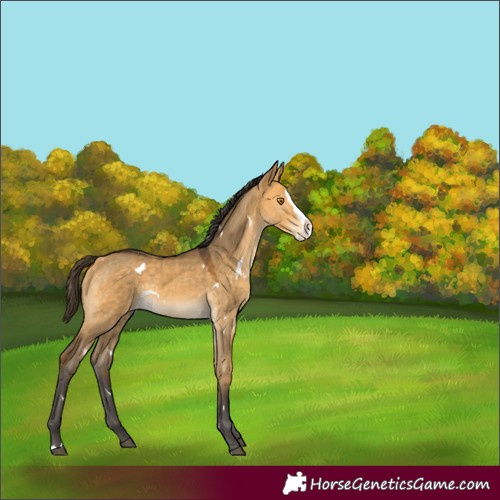 Horse Color:White Spotted Buckskin Dun Splash Rabicano 