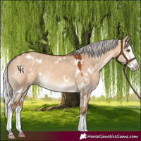 Horse Color:White Spotted Silver Bay Dun Splash Rabicano 