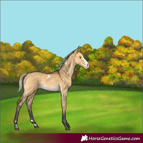 Horse Color:White Spotted Silver Buckskin Dun Splash Rabicano 