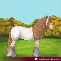 Horse Color:Red Dun Roan Appaloosa  and Red Dun Roan Appaloosa 