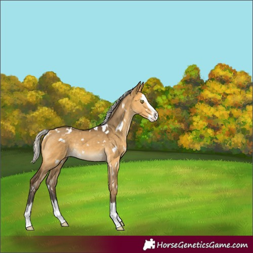Horse Color:White Spotted Silver Buckskin Dun Splash Rabicano