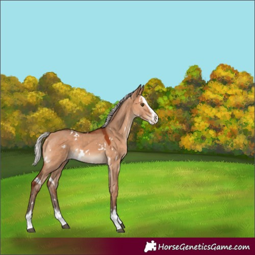 Horse Color:White Spotted Silver Bay Dun Splash Rabicano 