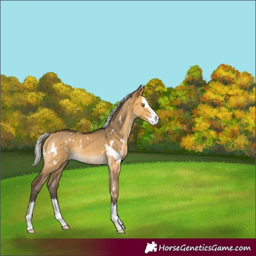 Horse Color:White Spotted Silver Buckskin Dun Splash Rabicano 