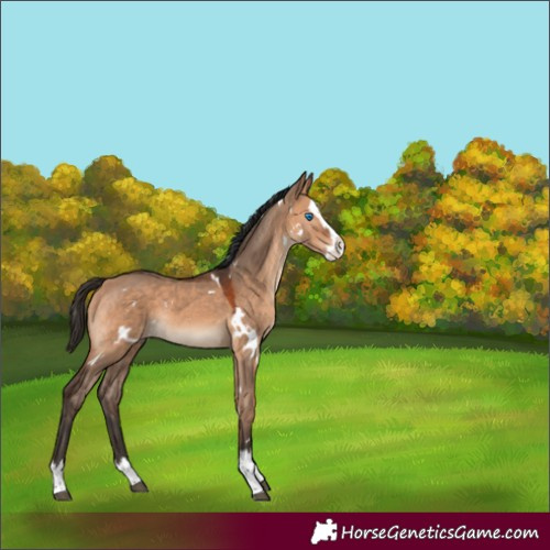 Horse Color:White Spotted Bay Dun Splash Rabicano 