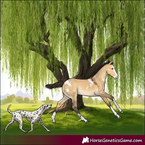 Horse Color:White Spotted Buckskin Dun Splash Rabicano 