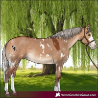 Horse Color:White Spotted Silver Bay Dun Splash Rabicano 