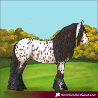 Horse Color:Bay Appaloosa