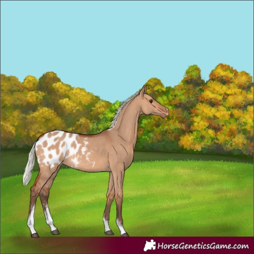 Horse Color:Silver Bay Dun Sabino Appaloosa Rabicano 