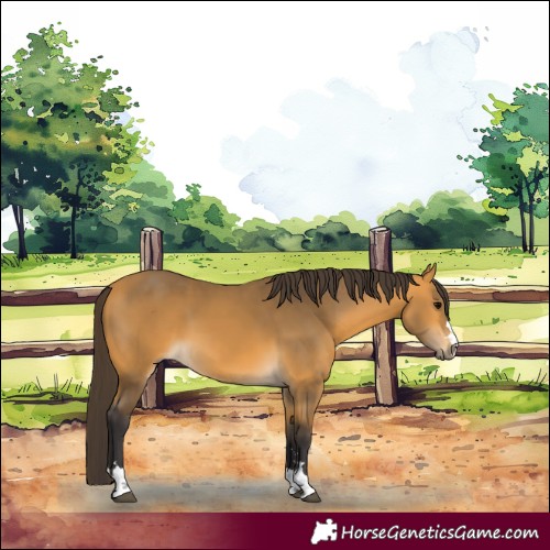 Horse Color:Buckskin 