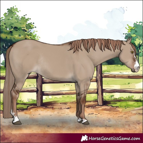 Horse Color:Liver Red Dun Sabino Rabicano 