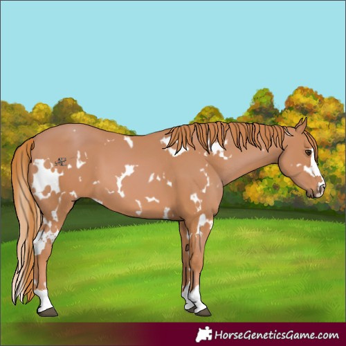 Horse Color:White Spotted Chestnut 