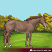 Horse Color:Liver Red Dun Sabino Rabicano 