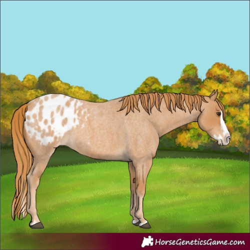 Horse Color:Red Roan Splash Appaloosa 