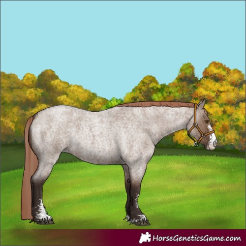 Horse Color:Liver Red Dun Roan Sabino Rabicano