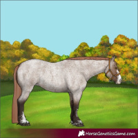 Horse Color:Liver Red Dun Roan Sabino Rabicano