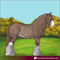 Horse Color:Liver Red Dun Sabino Rabicano 