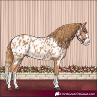 Horse Color:Chestnut Splash Appaloosa 