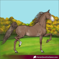 Horse Color:Liver Red Dun Sabino Rabicano 