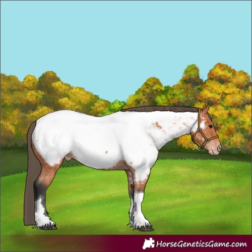 Horse Color:Bay Tobiano Appaloosa 