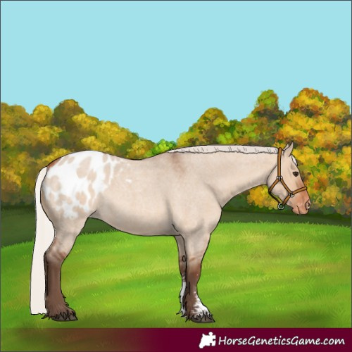Horse Color:Silver Bay Roan Dun Sabino Blanket Rabicano 