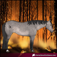 Horse Color:Platinum Bay Dun 