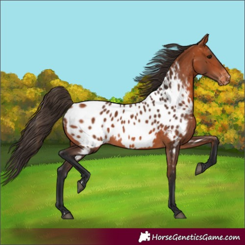 Horse Color:Bay Near Leopard 