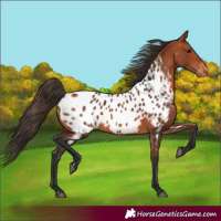 Horse Color:Bay Near Leopard 