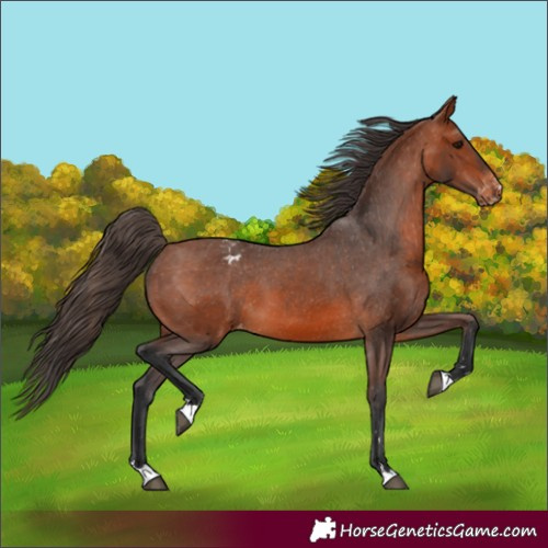 Horse Color:Bay Appaloosa 