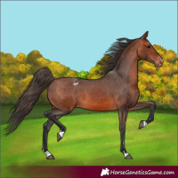 Horse Color:Bay Appaloosa 