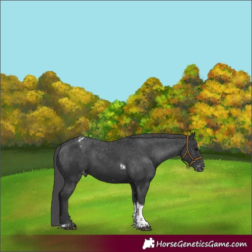 Horse Color:Black Tobiano Appaloosa